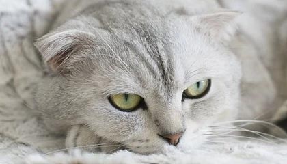 苏超南通队主场迎战苏州队,上半场南通队1:0苏州队